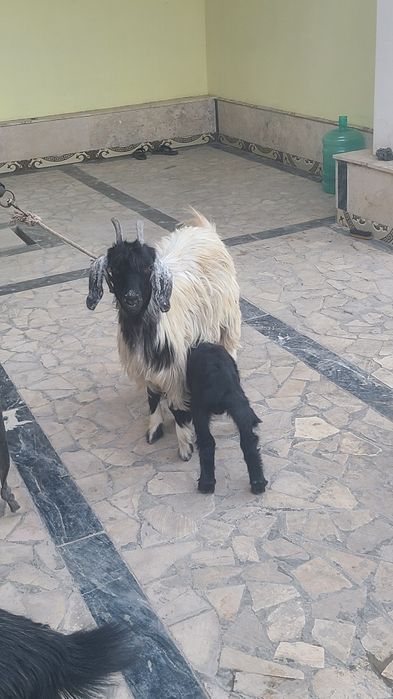 Echki sotiladi..hu