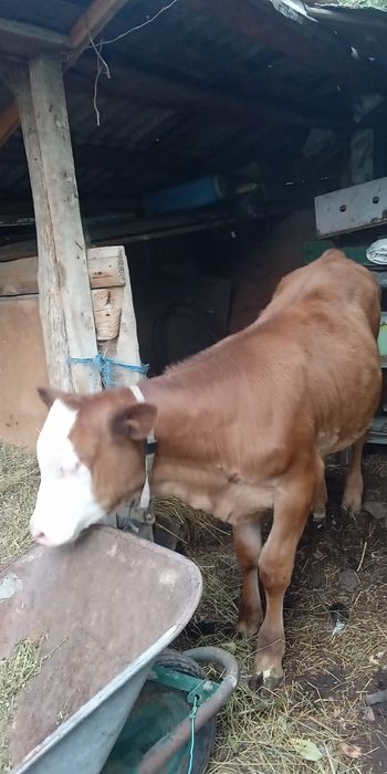 Vand cîțiva de rasă