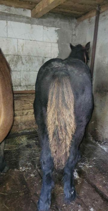 De vânzare mânz de 5/6 luni