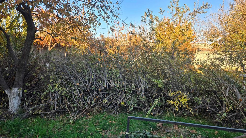 O'tin tekin (Дрова бесплатно)