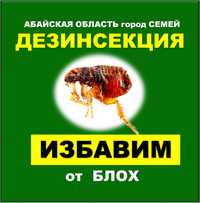 Дезинфекция блох  уничтожение блох бүргені жою