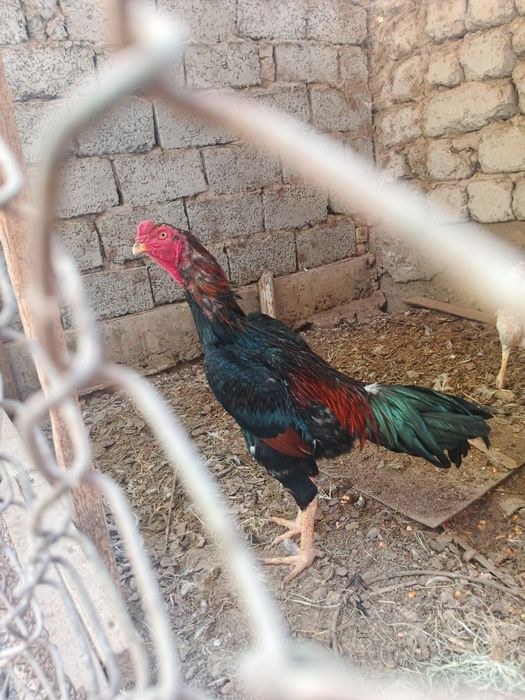 Toza qon turk bilan kareys aralashgan