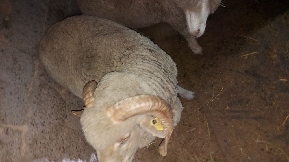 Продам баранов меринос