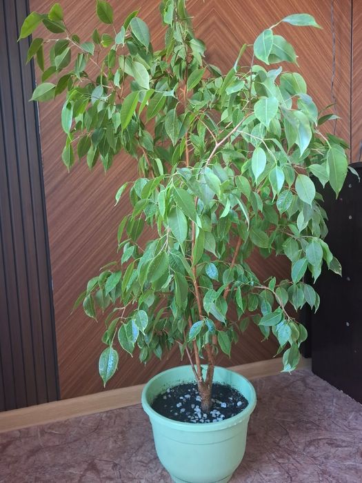 Продам комнатные цветы для офиса