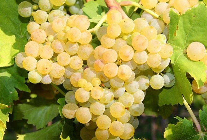 Struguri de vin cu transport la domiciliu