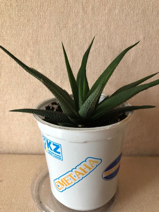 Хавортия отросток