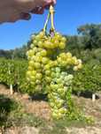 Vand Struguri de Vin