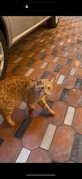 Кошка с красивыми глазами