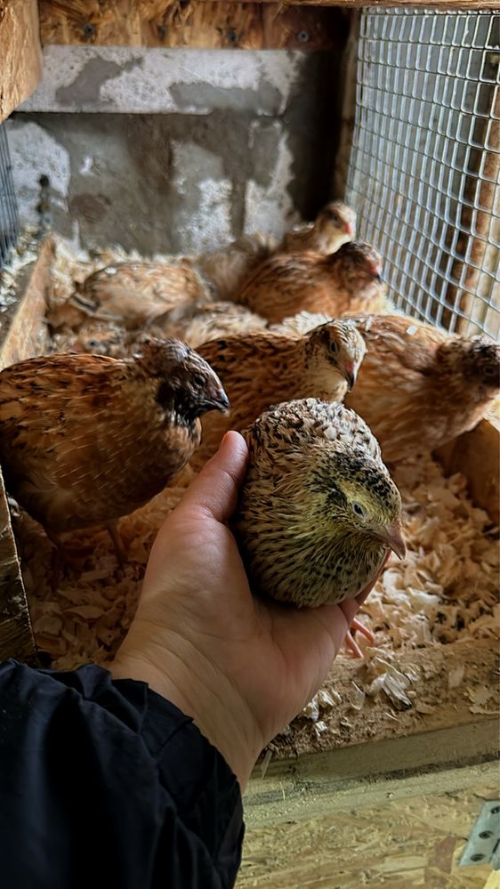prepelite outoare de vanzare oua gaina si prepelita consum incubat