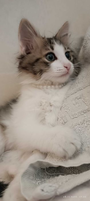 Котенок бесплатно