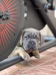 Cane corso cu pedigree