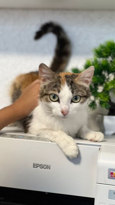 Молодая кошечка ищет дом К лотку приучена стерилизованная