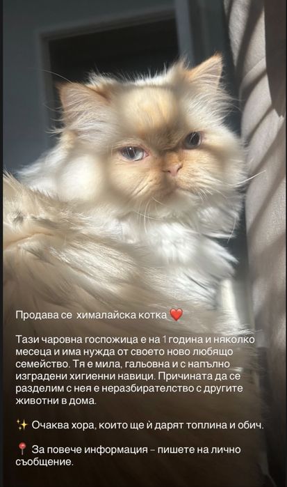 Хималайска котка