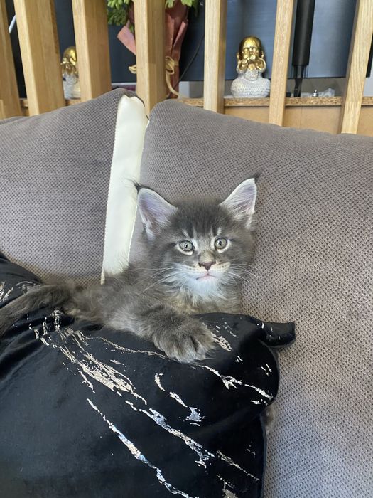 MAINE COON rasa pura