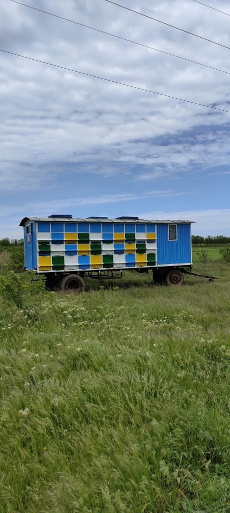 Miere albine salcam și rapiță+salcam