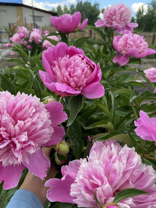 Розовые пионы в кустах