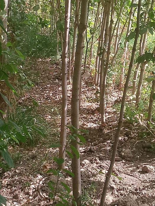 Kashtan daraxti ko'chatlari sotiladi