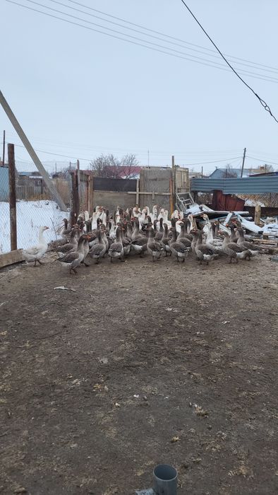 Продаются гуси !