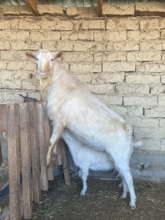 Чисто кровны ЗАНЕНСКИ КАЗЕЛ для ВЯЗКИ 5000 тг Для продажы 75 000 тг