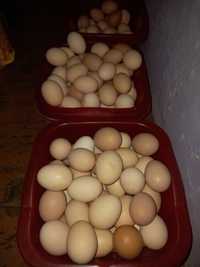 Яйца домашних курей
