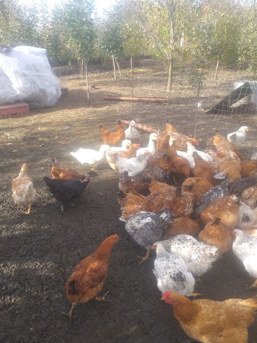 Vand puicute de curte