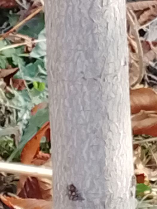 Manzarali Kashtan koʻchatlar