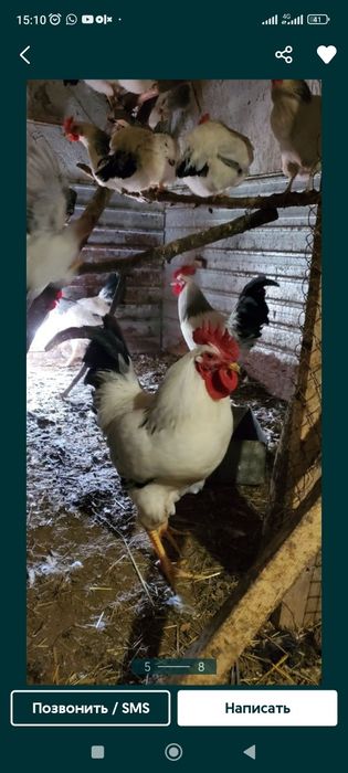 Продам яйца инкубационный