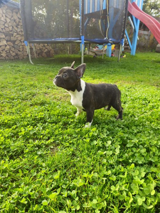 Femelă Bulldog Francez