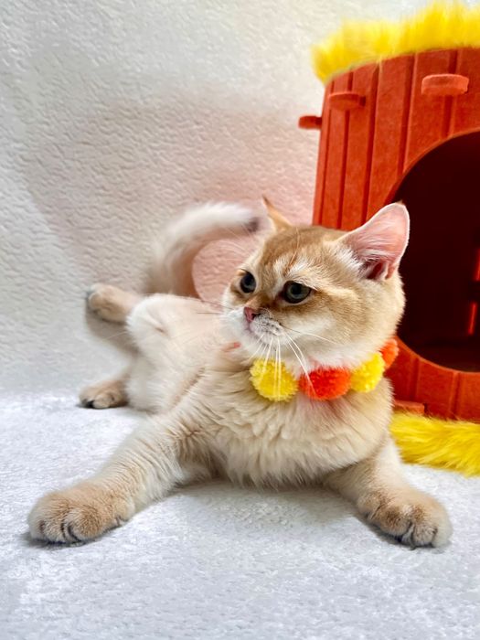 Британский котенок шоколадная золотая шиншилла (by 11) с документами.