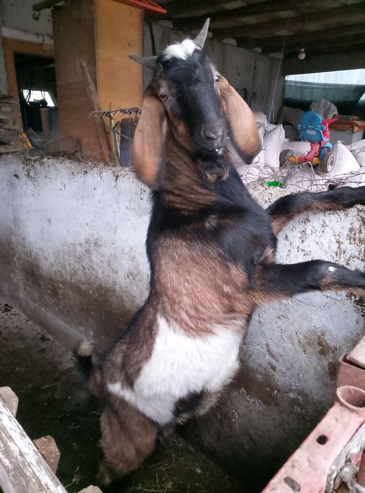Țap alpin + anglo-nubian