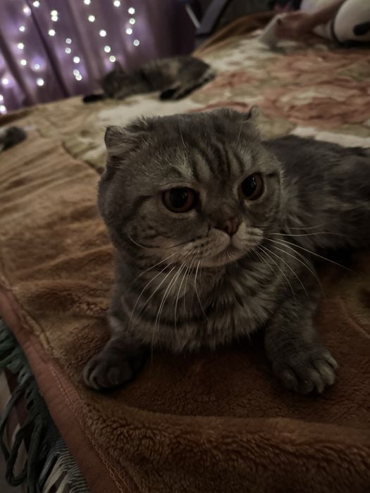 отдам кота в добрые и любящие руки