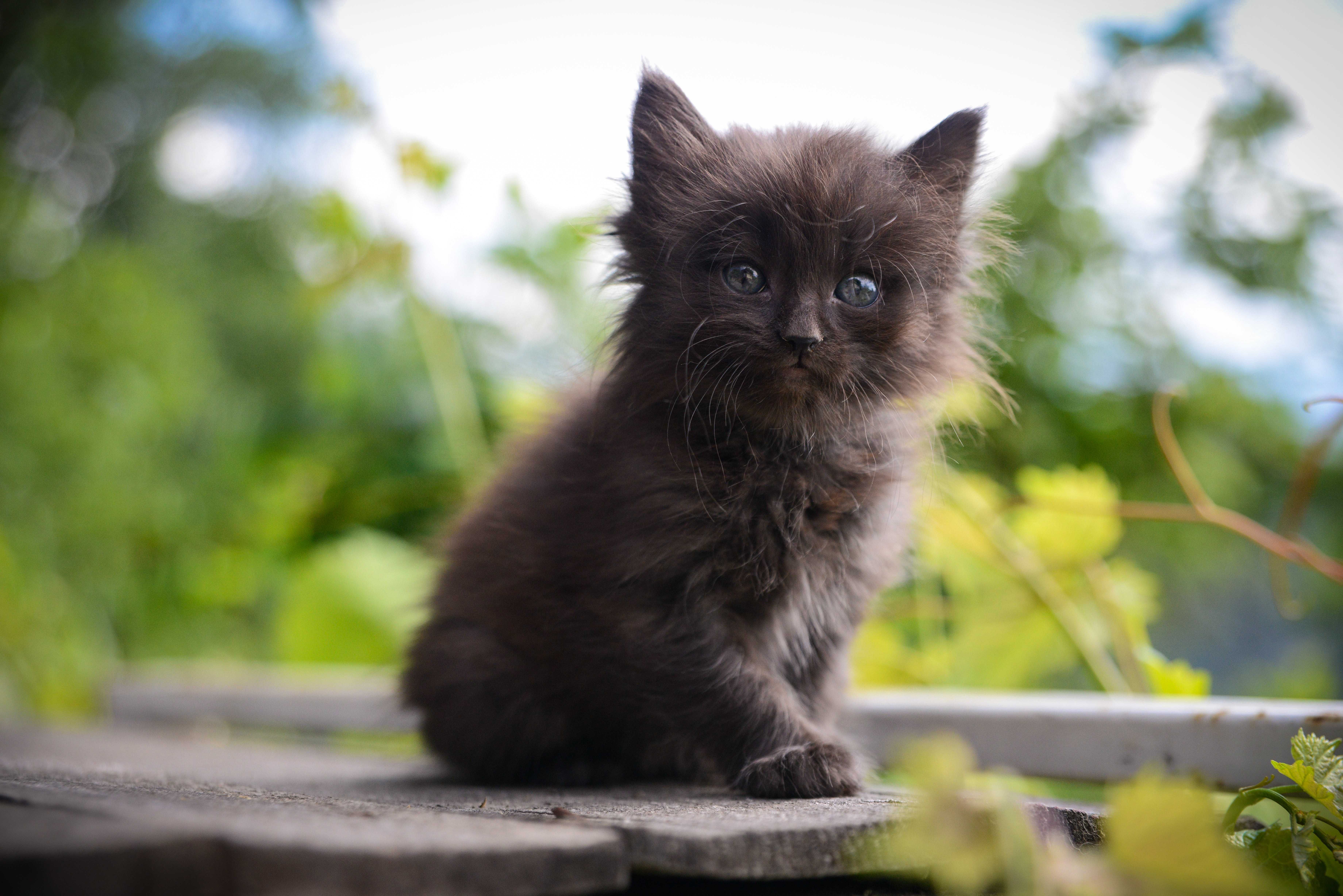Котёнок  девочка