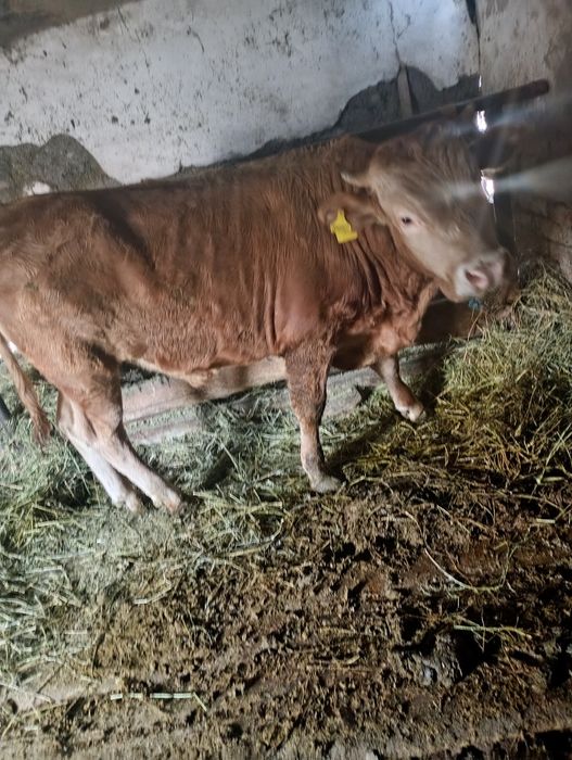 Продам быка породистый