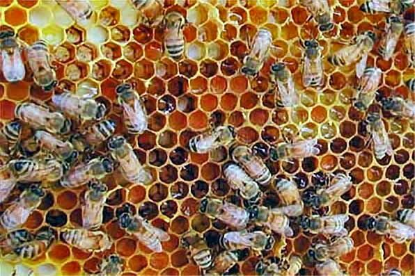 vind miere din surse bio calitate superioara