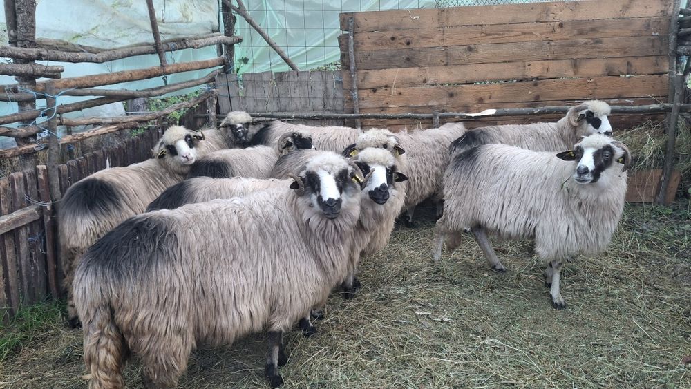 Vând oi pentru mai multe detalii in privat.