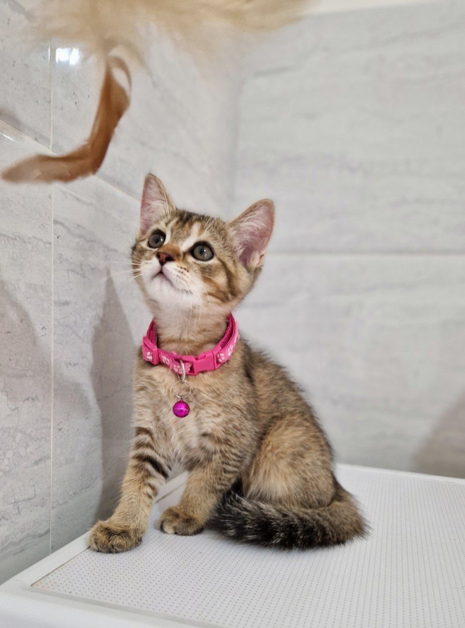 Мушук  котята  шиншилла