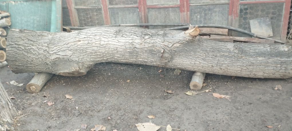 Бревна грецкого ореха.