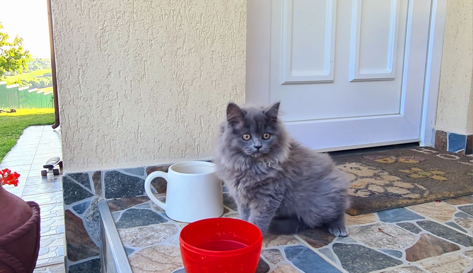 British longhair motănel