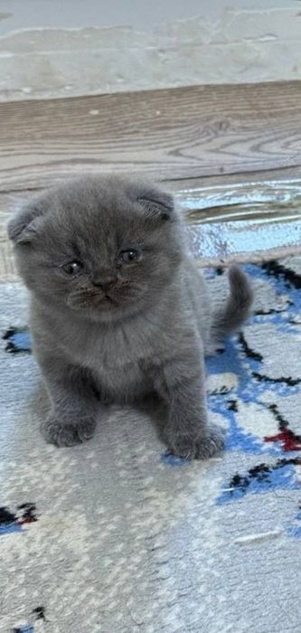 Шотландский фолд девичка