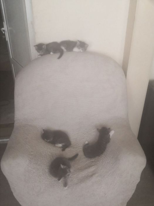 Котята пушистые, 6 штук