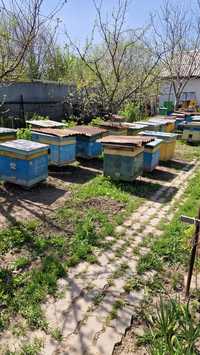 Пчелы,  отводки на 8 рамках, цена 25000 тг.