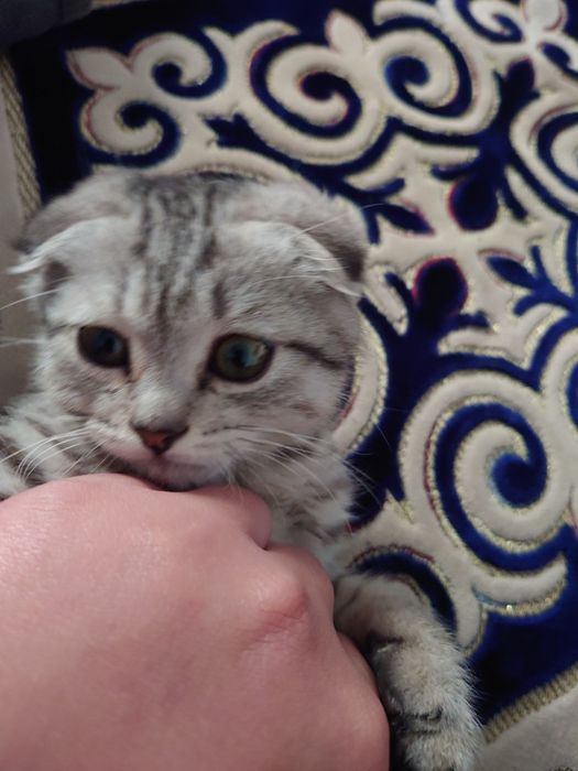 Шотландски кошка пол мужик