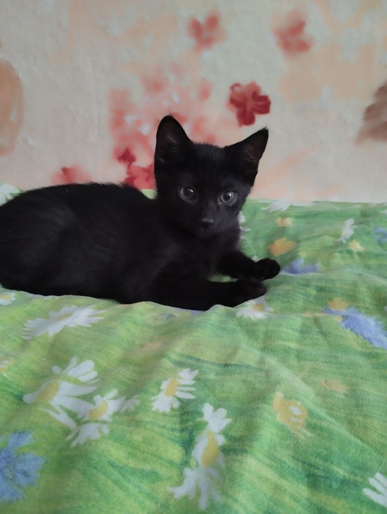 Котенок чисто черного окраса