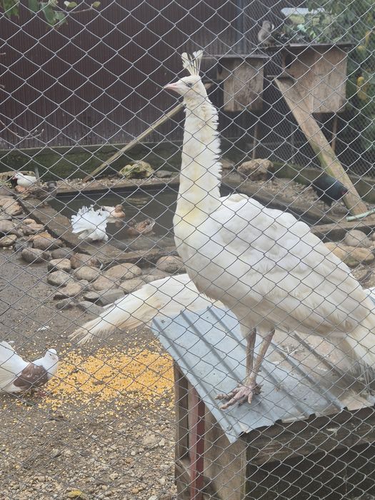 Vand paun alb opal 3