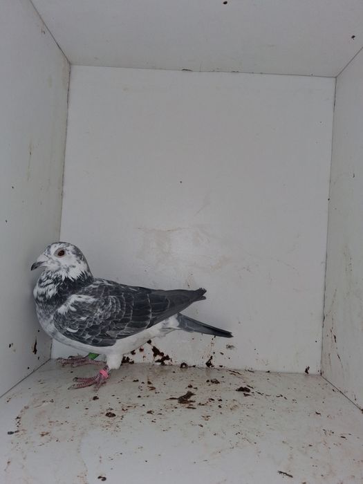 Porumbei voiajori, femele si tineret