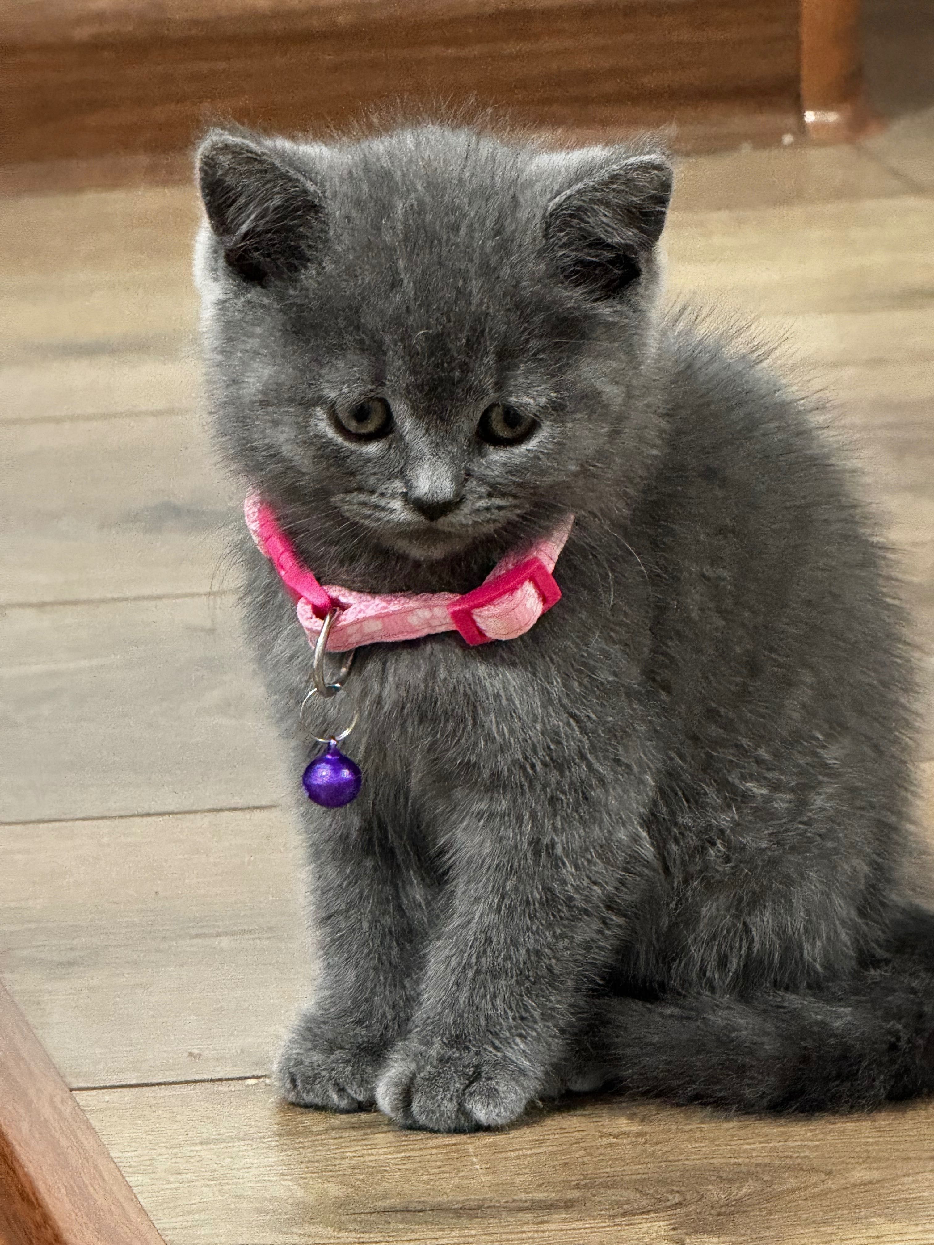 Кошка британский