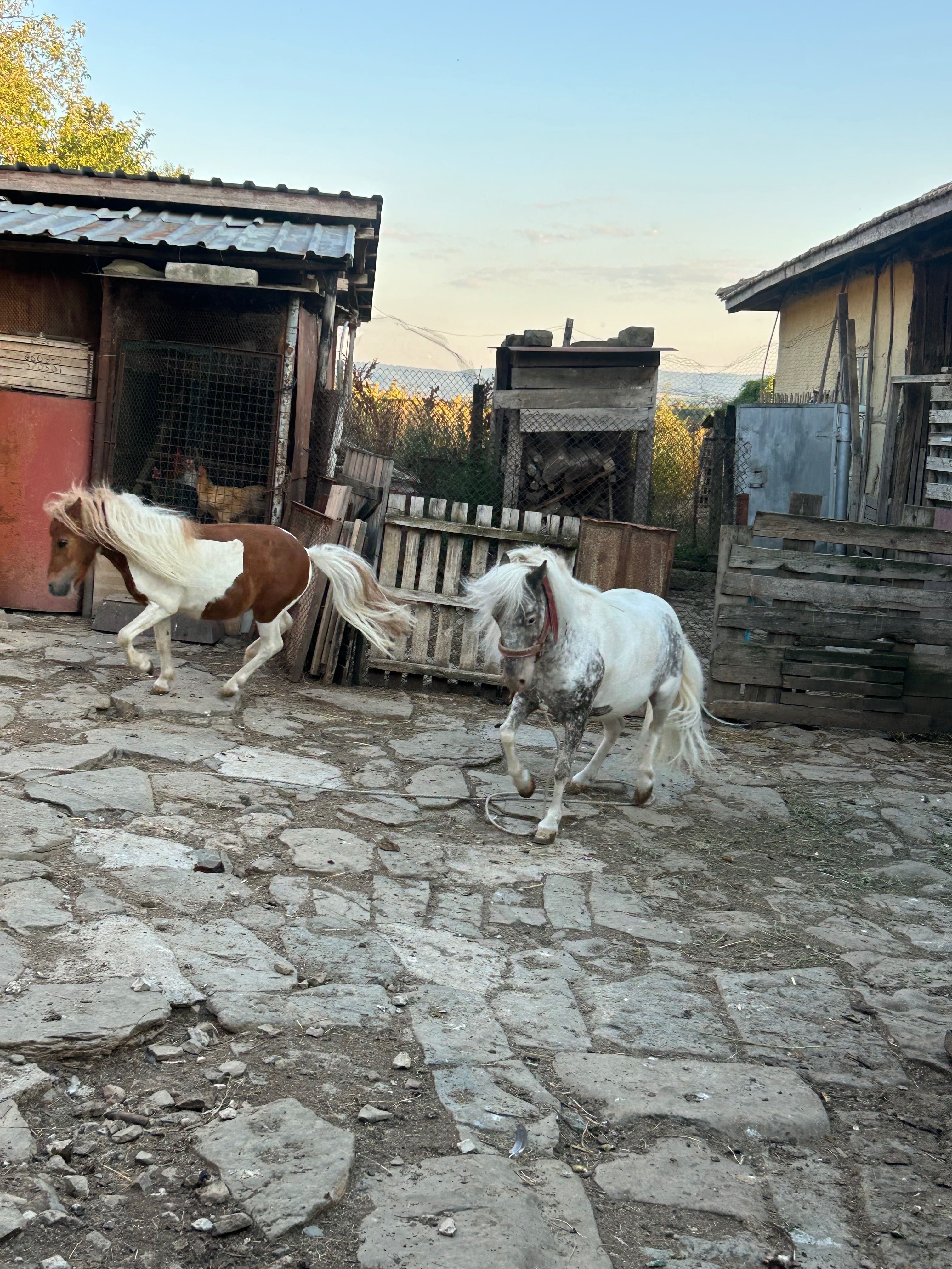 Понита за продан