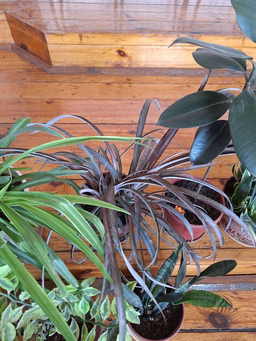 Цветы домашние. .