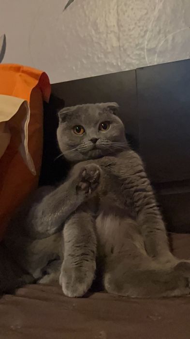 Продавам шотланско клепоухо коте женско