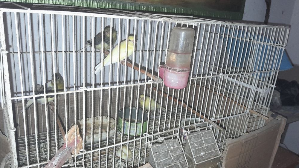 Продавам канари мъжки и женски